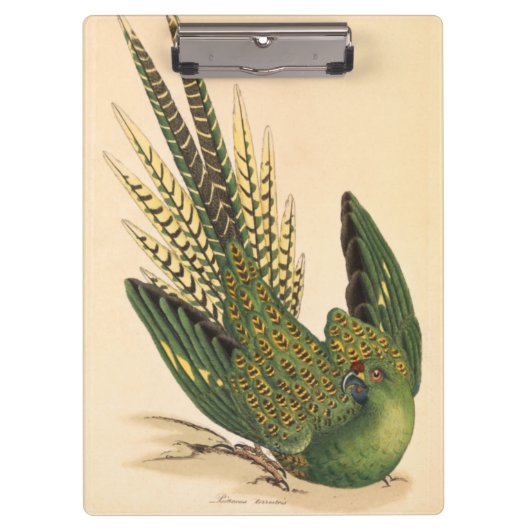James Sowerby Ground Parrot, Psittacus terrestris Klembord (Voorkant)