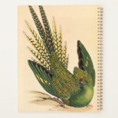 James Sowerby Ground Parrot, Psittacus terrestris Planner (Achterkant)