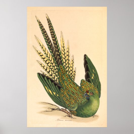 James Sowerby Ground Parrot, Psittacus terrestris Poster (Voorkant)
