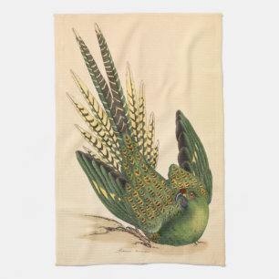 James Sowerby Ground Parrot, Psittacus terrestris Theedoek