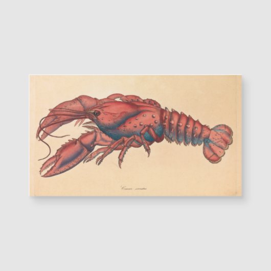 James Sowerby Serrated Lobster (Voorkant)