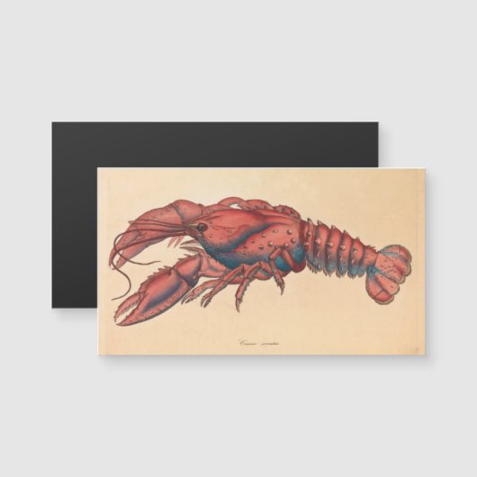 James Sowerby Serrated Lobster (Voorkant / Achterkant)