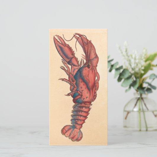 James Sowerby Serrated Lobster (Staand voorkant)