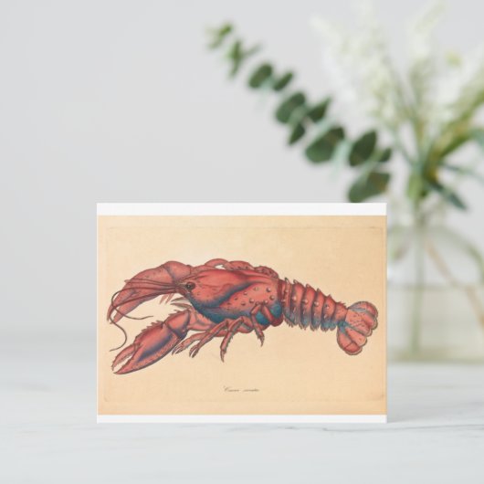 James Sowerby Serrated Lobster Briefkaart (Staand voorkant)