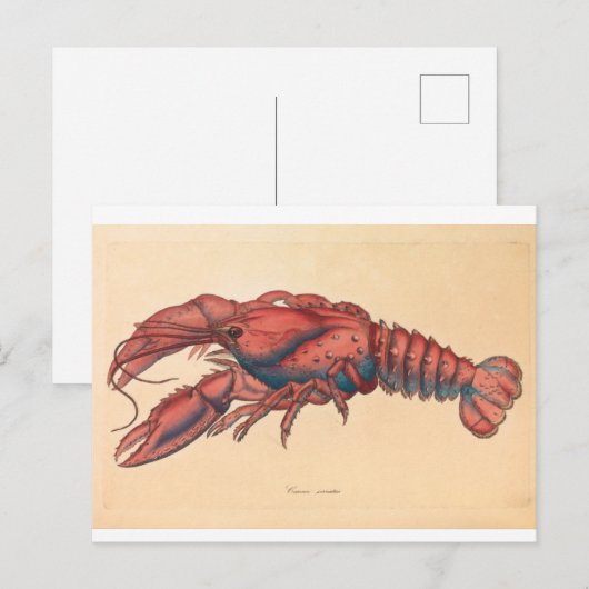 James Sowerby Serrated Lobster Briefkaart (Voorkant / Achterkant)