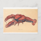 James Sowerby Serrated Lobster Briefkaart (Voorkant)