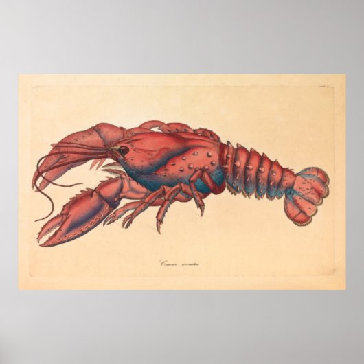 James Sowerby Serrated Lobster Poster (Voorkant)