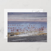 James's Flamingo, Phoenicoparrus jamesi Briefkaart (Voorkant / Achterkant)