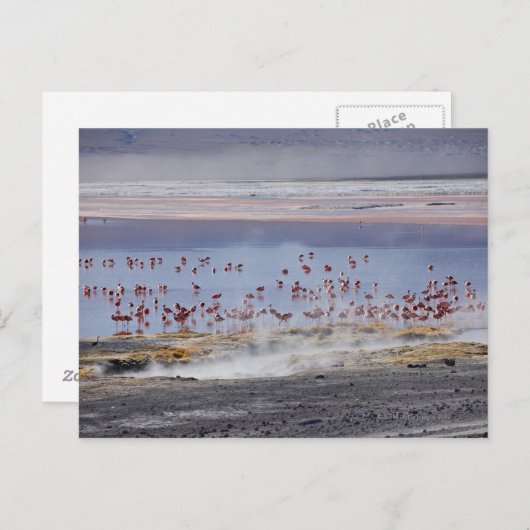 James's Flamingo, Phoenicoparrus jamesi Briefkaart (Voorkant / Achterkant)