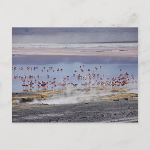 James's Flamingo, Phoenicoparrus jamesi Briefkaart