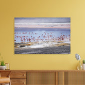 James's Flamingo, Phoenicoparrus jamesi Canvas Afdruk (Insitu (Woonkamer))