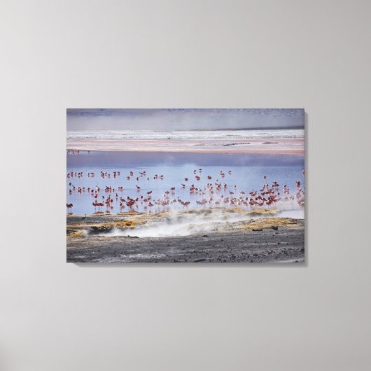 James's Flamingo, Phoenicoparrus jamesi Canvas Afdruk (Voorkant)