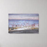 James's Flamingo, Phoenicoparrus jamesi