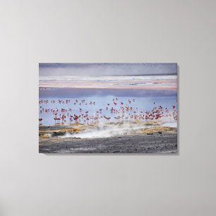 James's Flamingo, Phoenicoparrus jamesi Canvas Afdruk