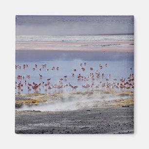 James's Flamingo, Phoenicoparrus jamesi Magneet