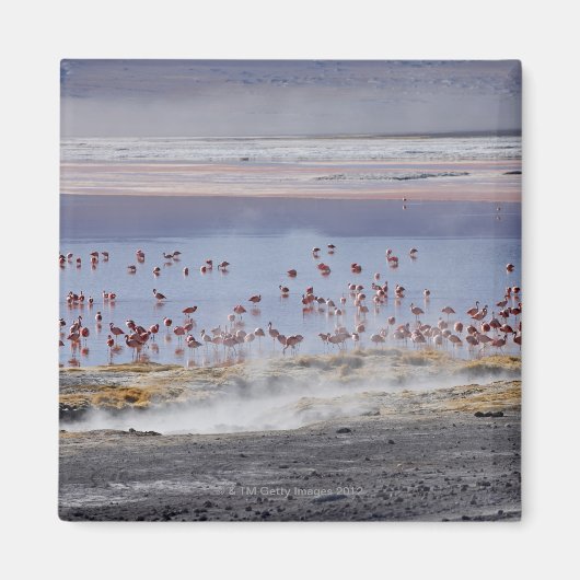 James's Flamingo, Phoenicoparrus jamesi Magneet (Voorkant)