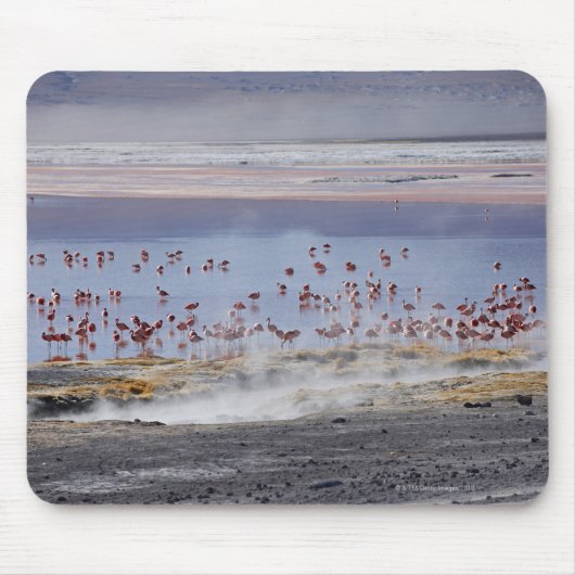 James's Flamingo, Phoenicoparrus jamesi Muismat (Voorkant)