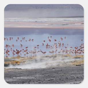 James's Flamingo, Phoenicoparrus jamesi Vierkante Sticker