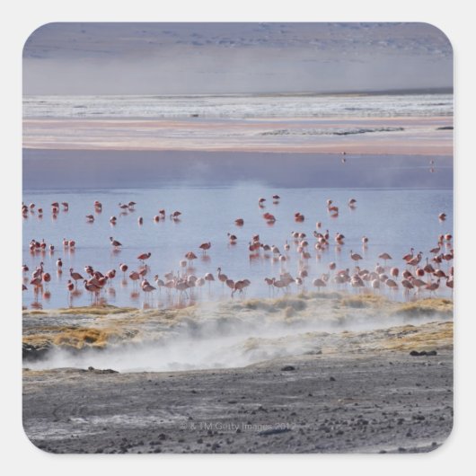 James's Flamingo, Phoenicoparrus jamesi Vierkante Sticker (Voorkant)