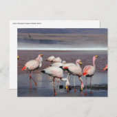 James's Flamingos Briefkaart (Voorkant / Achterkant)