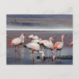 James's Flamingos Briefkaart
