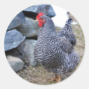 Janet The Chicken Sticker