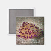 Janolus savinkini vierkante magneet (Voorkant / Achterkant)