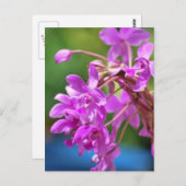 Januari Blossom Briefkaart (Voorkant / Achterkant)