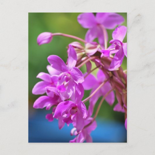 Januari Blossom Briefkaart (Voorkant)