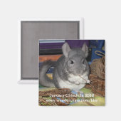 Januari chinchilla 2012 magneet (Voorkant / Achterkant)