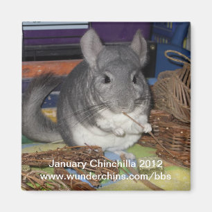 Januari chinchilla 2012 magnet