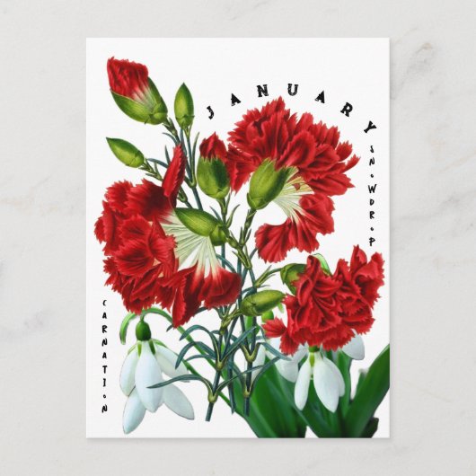 Januari Maand Bloemen Sneeuwklokje Anjer Briefkaart (Voorkant)