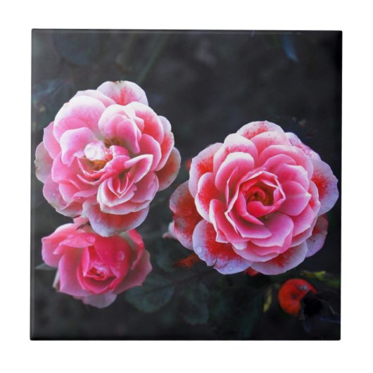 Januari rozen tegeltje (Voorkant)