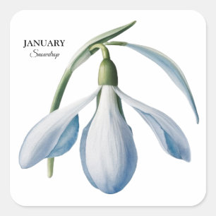 Januari Sneeuwdruppel Bloom - Gepersonaliseerd cad Vierkante Sticker
