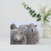 Januari Twee Schapengezichten Briefkaart (Staand voorkant)