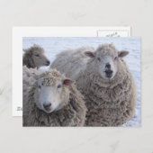 Januari Twee Schapengezichten Briefkaart (Voorkant / Achterkant)