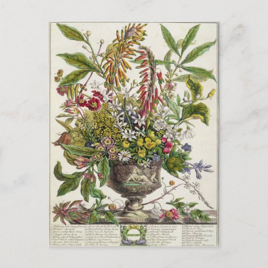 Januari, van ` Twaalf Maanden Bloemen Briefkaart (Voorkant)
