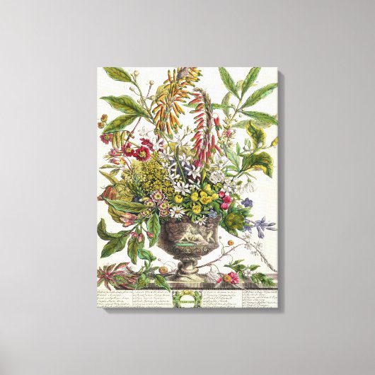 Januari, vanaf `Twaalf Maanden Bloemen' Canvas Afdruk (Voorkant)