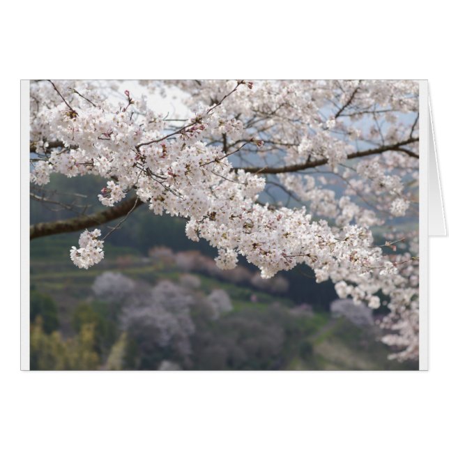 Japan Kumamoto Cherry Blossom (Voorkant Horizontaal)