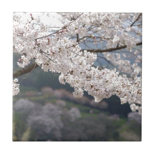 Japan Kumamoto Kersenbloesem Tegeltje (Voorkant)