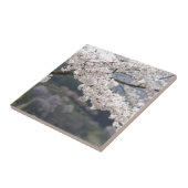 Japan Kumamoto Kersenbloesem Tegeltje (Zijkant)