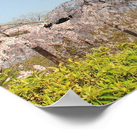 Japan, Kyoto. De kersenboom onder de blauwe hemel Poster (Hoek)