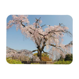 Japan, Kyoto. Tranende kersenboom onder blauwe luc Magneet