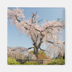 Japan, Kyoto. Treurwilg kersboom onder blauwe luch Magneet