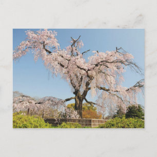 Japan, Kyoto. Treurwilg kersenboom onder blauwe lu Briefkaart