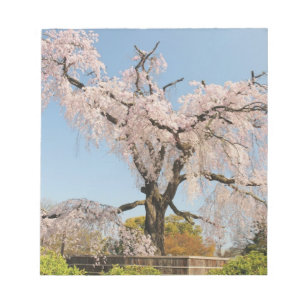 Japan, Kyoto. Treurwilg kersenboom onder blauwe lu Notitieblok