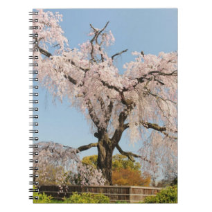 Japan, Kyoto. Treurwilg kersenboom onder blauwe lu Notitieboek