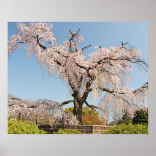 Japan, Kyoto. Treurwilg kersenboom onder blauwe lu Poster