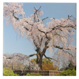 Japan, Kyoto. Treurwilg kersenboom onder blauwe lu Tegeltje