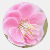 Japanese Apricot [Round Seal] Ronde Sticker (Voorkant)